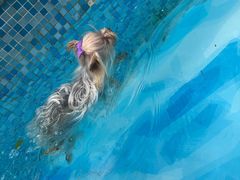 -汪说喵讲宠物乐园宠物酒店(红星美凯龙店)