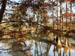 -桤木河湿地公园