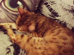 -猫色咖啡·猫咖