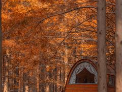 -黄海国家森林公园