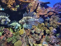 -上海海洋水族馆