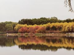 -大兴滨河森林公园
