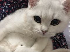 -宠爱国际动物医院·消化内科·心肾内科·ISFM猫友好(望京店)