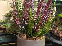 -植觉