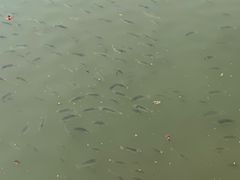 -龙江公园