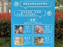 -高东镇樱花园