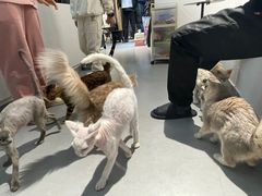 -琪喵猫屋·撸猫猫咖·猫舍