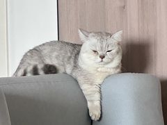 -特一安24小时宠物医院·骨科·中兽医
