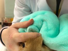 -艾贝尔宠物诊疗