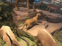 -陕西自然博物馆