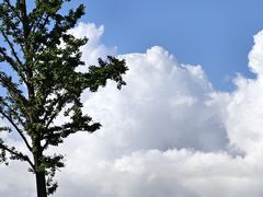 -上海滨江森林公园