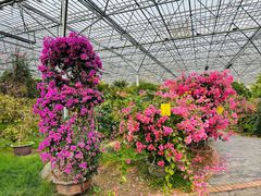 -呀路古热带植物园
