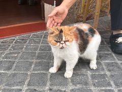 -猫岛主趣味餐厅(鼓浪屿店)