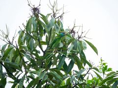 -广州市白云山风景名胜区