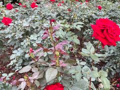 -人民公园(罗湖区)