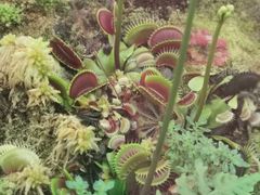 -国家植物园南园