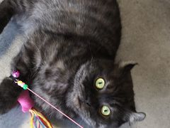-团子家猫咪猫咖馆·柯基·柯尔鸭