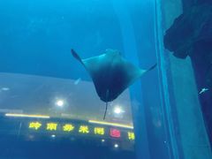 -乐从天佑城海洋馆