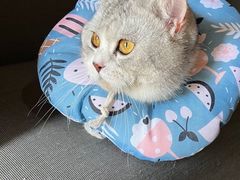 -灵美宠物诊所
