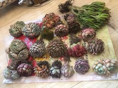 -长宁东道花卉宠物市场