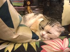-猫色咖啡·猫咖