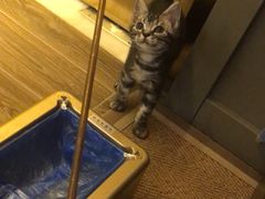 -猫大福·Fortune Cat猫舍(百子湾店)