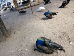 -长白岛森林公园