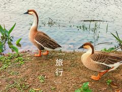 -海珠湖公园