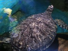 -多彩贵州城极地海洋世界