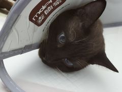 -美联众合动物医院(·中兽医·疑难杂症·严家桥分院)