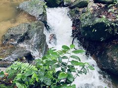-莫里热带雨林景区