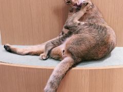 -CAT’S MEWSTAR CAFE·喵星球猫屋(晴湾咖啡店)