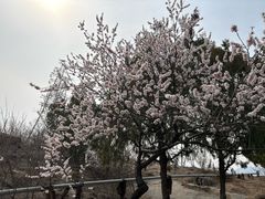 -白水寺森林公园