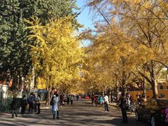 -三里屯东五街银杏大道