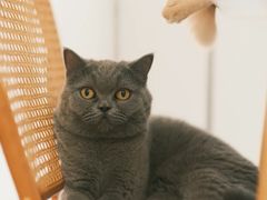 -是阿柴呀！柴犬咖啡·爱喵喵猫咖