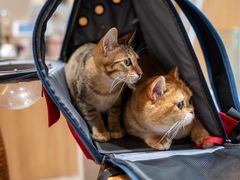 -瑞派动物医院·猫专科·至诚(江南中分院)