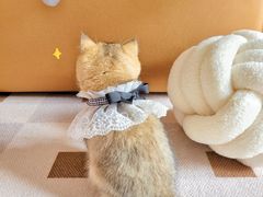 -喵zoo家庭繁育猫舍(尖东智能花园店)
