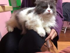 -李小姐の猫咖啡馆(五角场店)