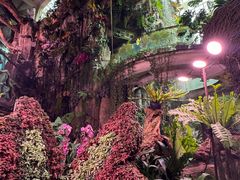 -正佳雨林生态植物园