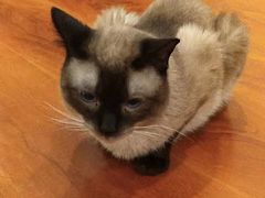 -猫小院猫主题咖啡厅(北锣店)