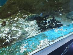 -海合安武汉极地海洋公园