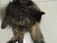 -中农大我爱我爱24h动物医院·中医针灸·猫专科·骨科医疗中心(双井店)