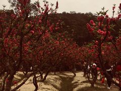 -南国桃园旅游度假区