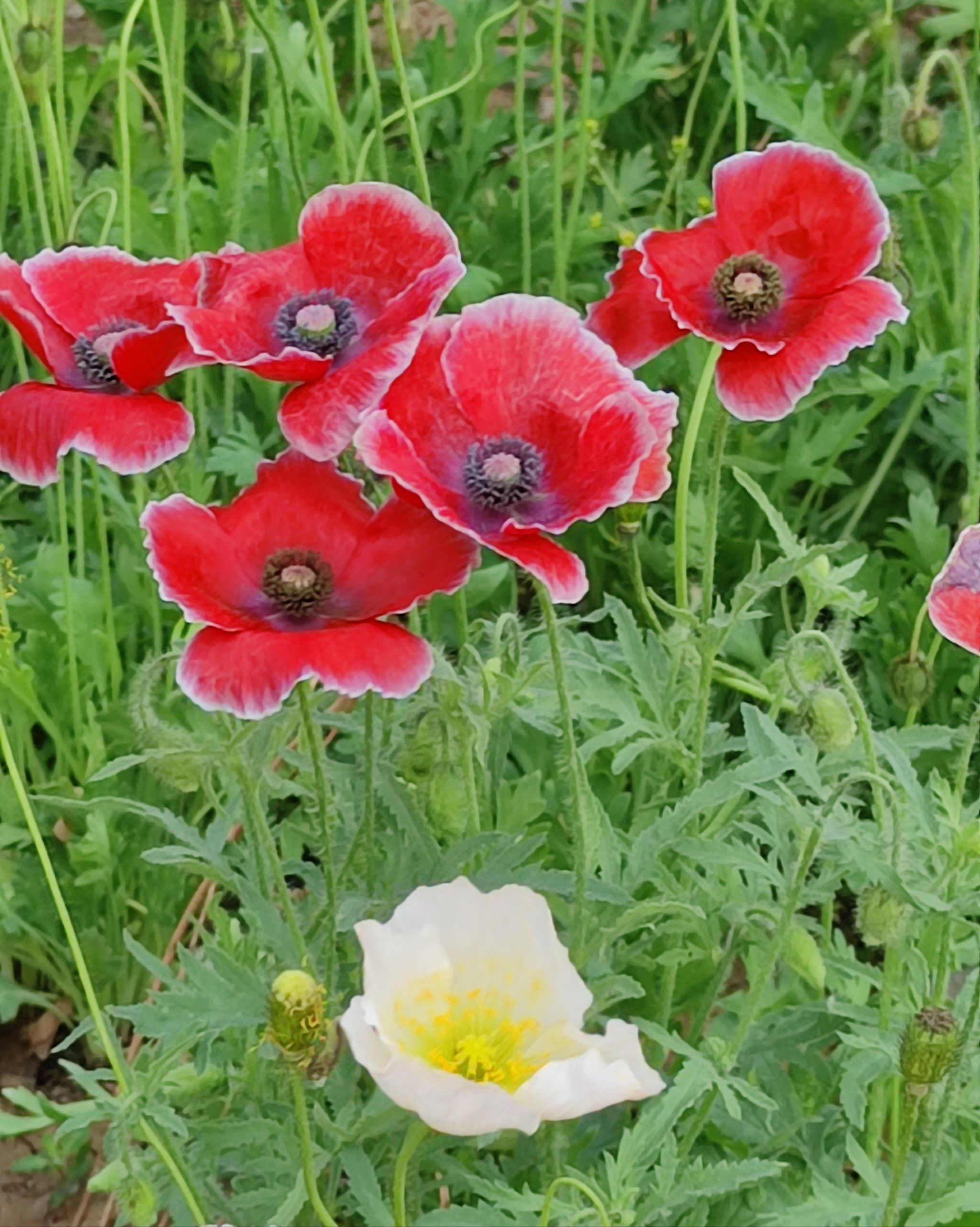 万丽天津宾馆,盛开的虞美人鲜花,茎细有毛发