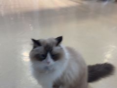 -藏猫猫咖啡主题馆(中央大道店)