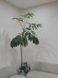 -HEYAN荷妍专业脱毛连锁机构