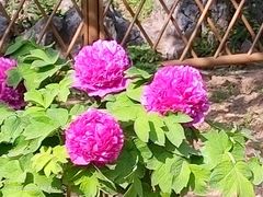 -南京古林公园