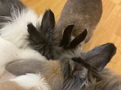 -猫猫幼稚园·撸猫·桌游·电玩