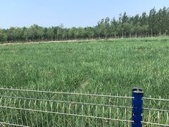 -西青郊野公园
