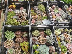 -宝鸡东道花鸟鱼虫市场(吉利花园商场店)